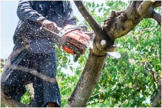 tree services La Pryor